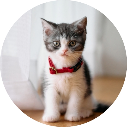 メイン画像名前